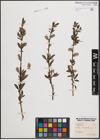 Foto von Salix cinerea L. x Salix purpurea L.